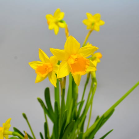 Aranjament de primavara cu narcise [7]