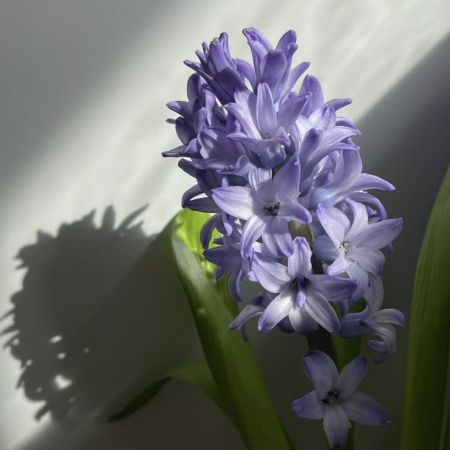 Flori 8 martie - Cadouri martie