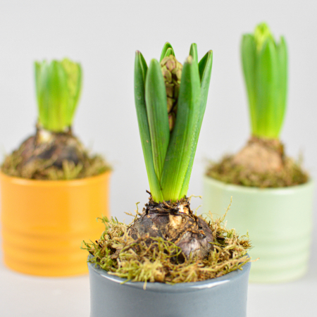 Bulbi de primavara - Cadouri martie