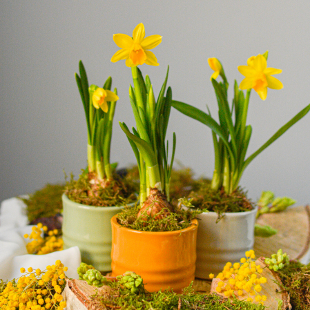 Bulbi de primavara - Cadouri martie