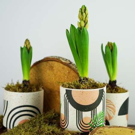 Bulbi de primavara - Cadou 1-8 martie