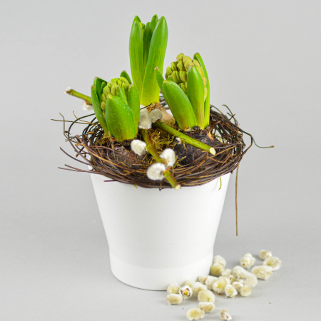 Bulbi de primavara - Cadouri martie