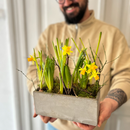 Bulbi de primavara - Bulbi de narcisa