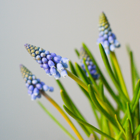 Cadou 1-8 martie [2]