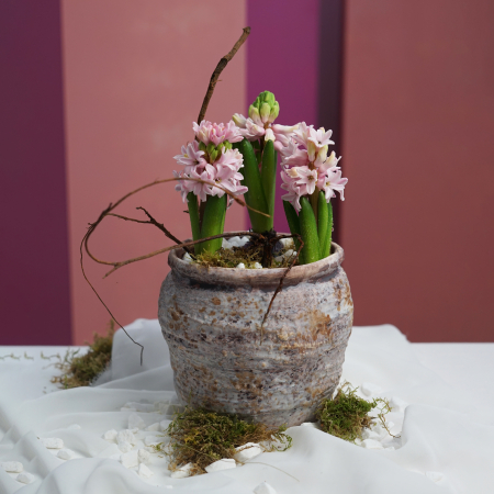 Bulbi de primavara - Aranjament cu bulbi