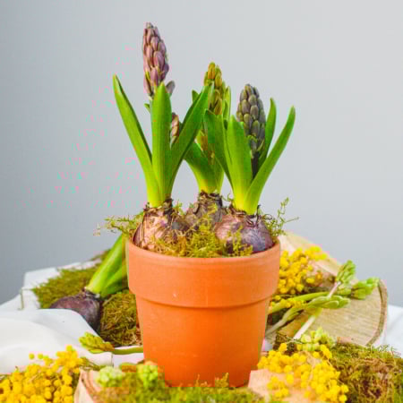 Bulbi de primavara - Bulbi de primavara