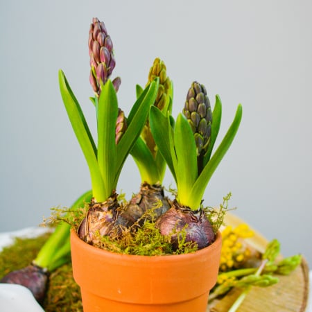 Bulbi de primavara [1]