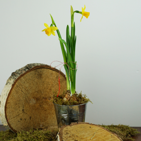 Bulbi de primavara - Cadou 1-8 martie