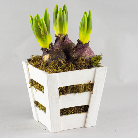 Cadou 1-8 martie [0]