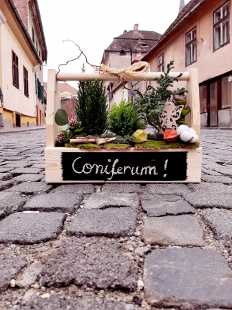 Coniferum! [0]