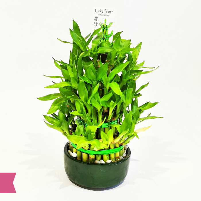 Bambus cu noroc - lucky bamboo [2]