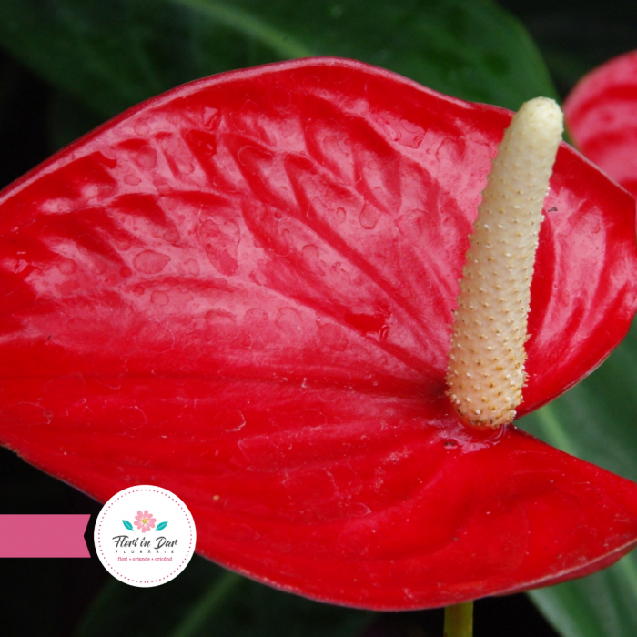 Planta Anthurium florarie Roman [2]