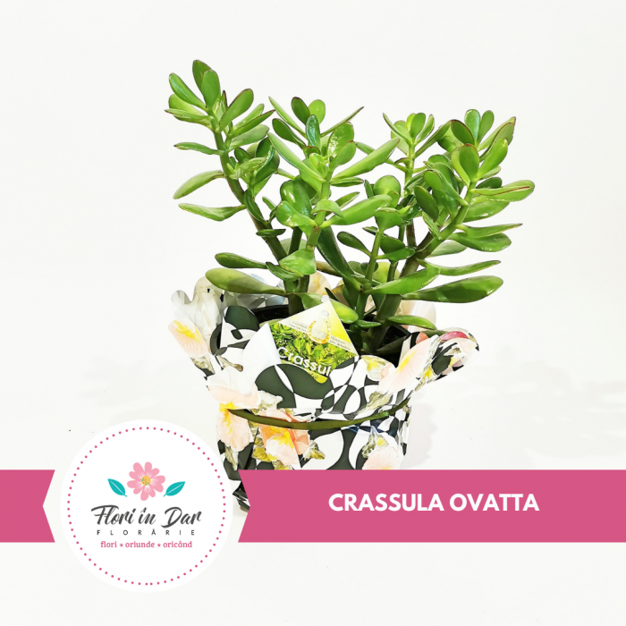 Crassula Ovata plante floraria Flori in Dar Roman [1]