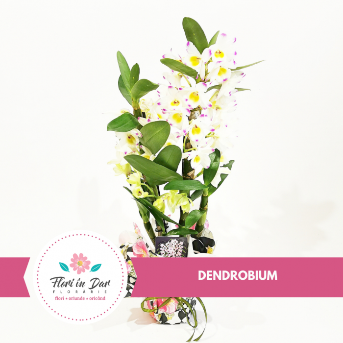 Dendrobium – Orhidee, floraria Flori in Dar Roman [1]