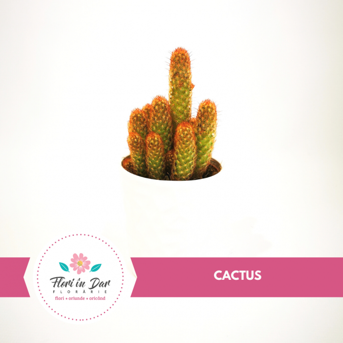 Cactusi ornamental floraria Flori in dar Roman [2]