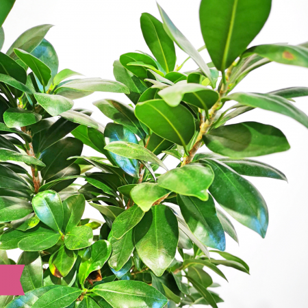 Bonsai Ficus floraria Flori in Dar Roman [2]