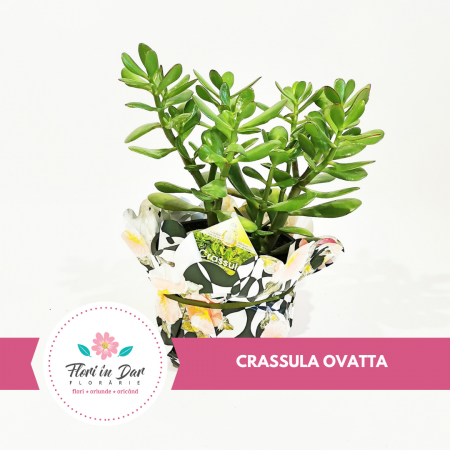 Plante - Crassula Ovata plante floraria Flori in Dar Roman