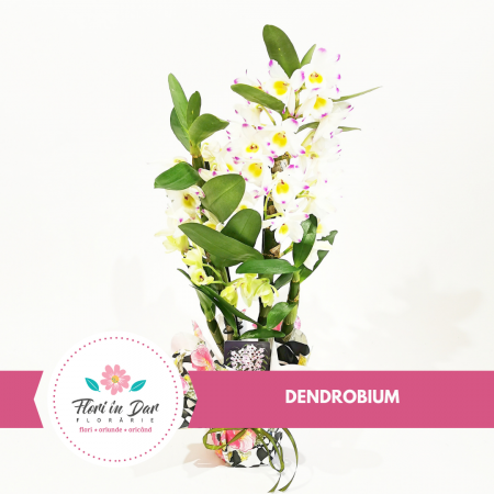 Plante - Dendrobium – Orhidee, floraria Flori in Dar Roman