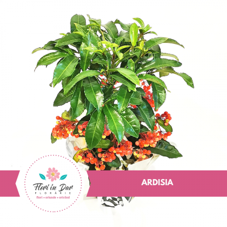 Plante - Ardisia planta ornamentala
