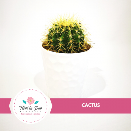 Cactusi ornamental floraria Flori in dar Roman [0]