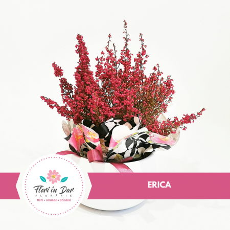 Plante - Planta Erica floraria Fori in Dar Roman