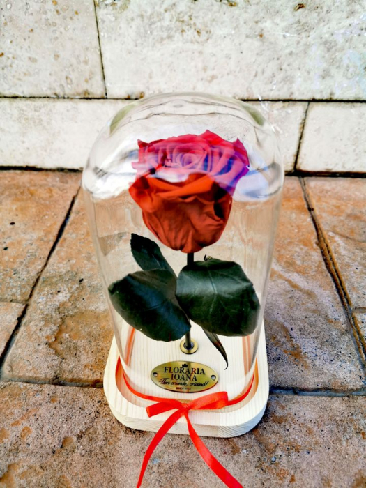 Trandafir Criogenat [1]