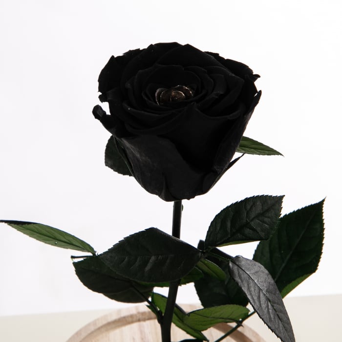 Trandafir Criogenat Negru [1]
