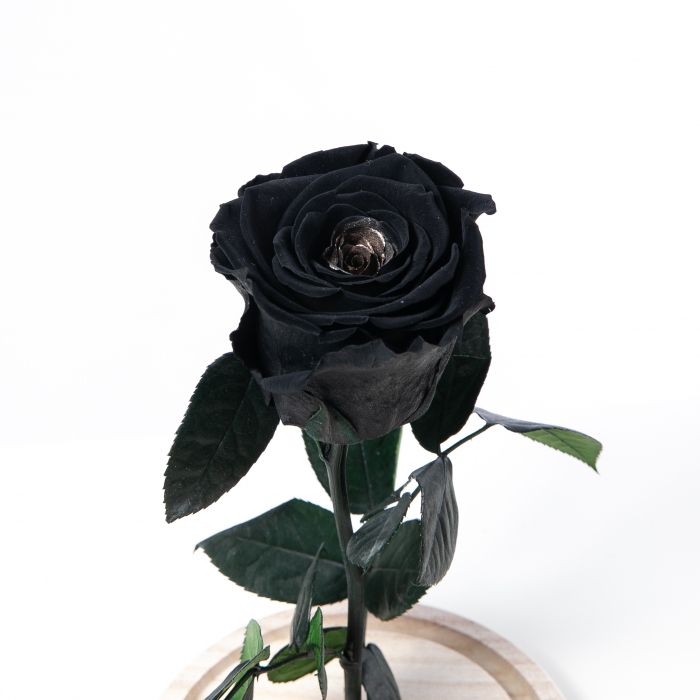 Trandafir Criogenat Negru [2]