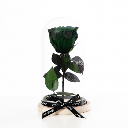 Trandafir Criogenat Verde [1]