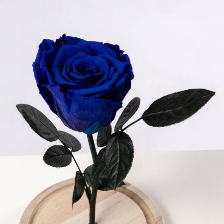 Trandafir Criogenat Albastru [0]