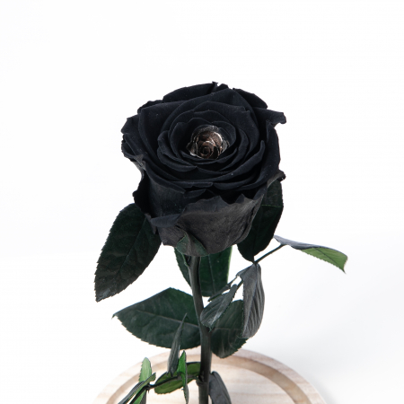 Trandafir Criogenat Negru [1]