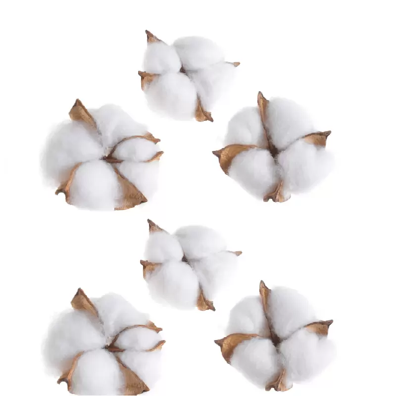 Accesorii floristica - capete-flori-de-bumbac-natural