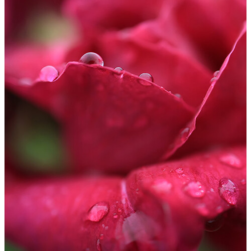 Canon RF 24mm f/1.8 Macro IS STM - pt. Full Frame [6]