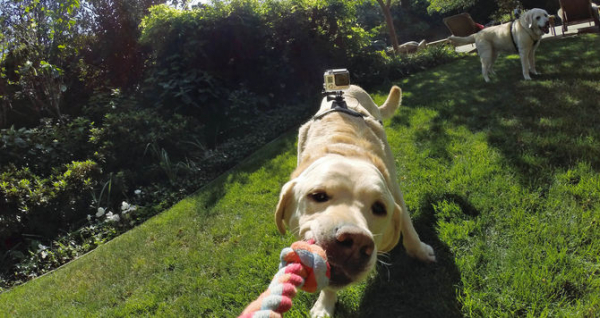 GoPro Fetch (Dog Harness) - ham pt montarea pe caini a camerelor GoPro [5]