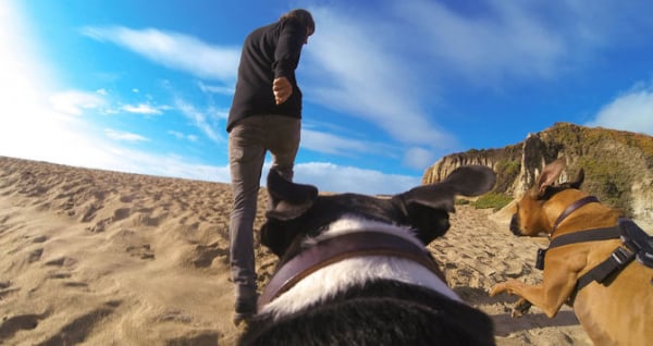 GoPro Fetch (Dog Harness) - ham pt montarea pe caini a camerelor GoPro [6]
