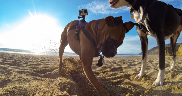 GoPro Fetch (Dog Harness) - ham pt montarea pe caini a camerelor GoPro [4]
