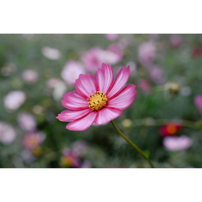 nikon-z-24-105mm-f4-7-1-obiectiv-mirrorless-compact.jpg [5]