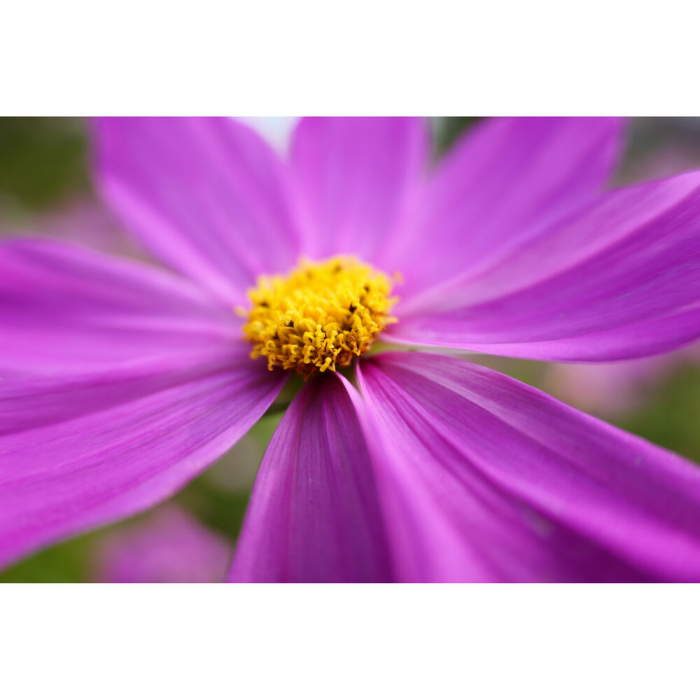 Panasonic LUMIX S 28-200mm F4-7.1 MACRO O.I.S. Obiectiv mirrorless montura L [6]