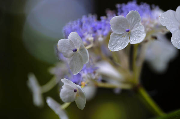 Sigma 105mm f/2.8 DG DN Macro Art Lens - Sony E [8]