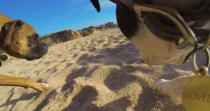 GoPro Fetch (Dog Harness) - ham pt montarea pe caini a camerelor GoPro [6]