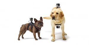 GoPro Fetch (Dog Harness) - ham pt montarea pe caini a camerelor GoPro [2]