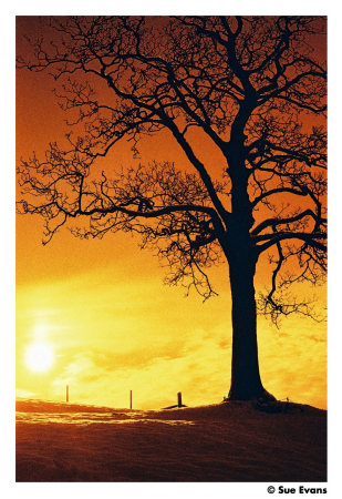 film-foto-35mm-harman-photo-red-iso-125-36-pozitii.jpg [4]