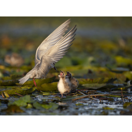 om-system-mzuiko-50-200mm-f2-8-is-pro-white-telefoto.jpg [7]