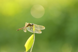 sigma-105mm-f2-8-dg-dn-macro-l-mount.jpg [4]
