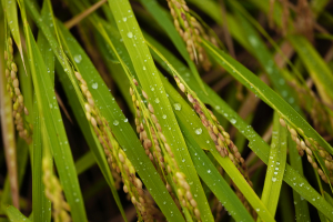 sigma-105mm-f2-8-dg-dn-macro-l-mount.jpg [6]