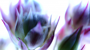 sigma-105mm-f2-8-dg-dn-macro-l-mount.jpg [10]