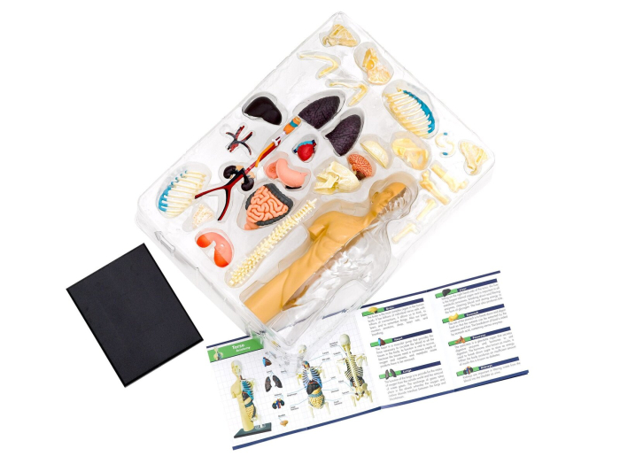 Set educativ STEM - Anatomia corpului uman [5]
