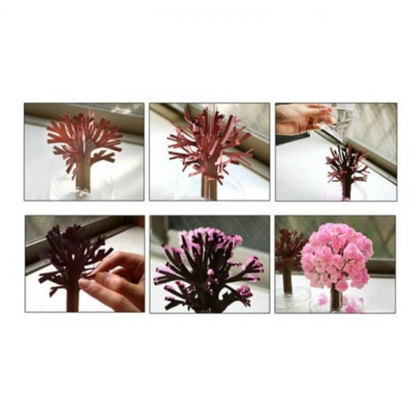 Cires Sakura infloritor [4]