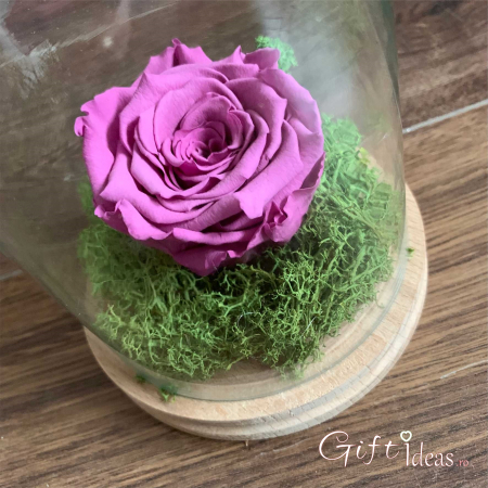 Trandafir criogenat in cupola, Purple Rose [1]