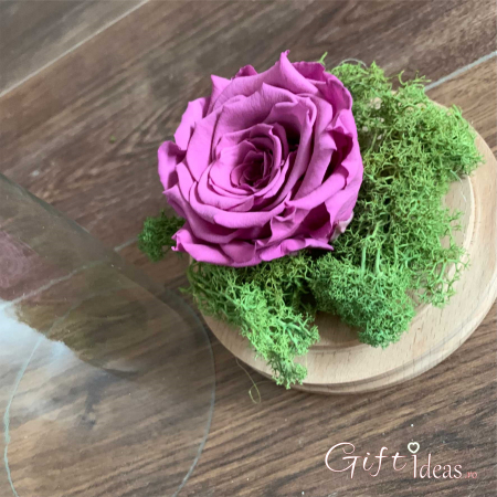 Trandafir criogenat in cupola, Purple Rose [2]